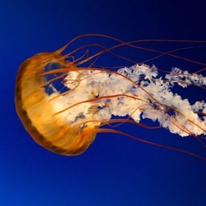 Meet your Posher, Richard